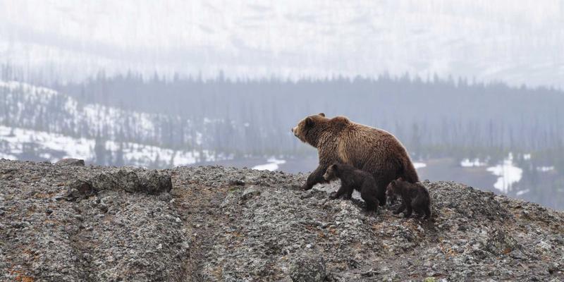 便携式升降机载重能力全解析：如何根据单人出行与轮椅运送需求精准选择
