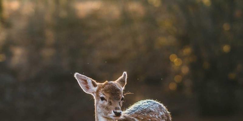 便携电梯：解锁电商仓储灵活高效的“货到人”拣选新方案